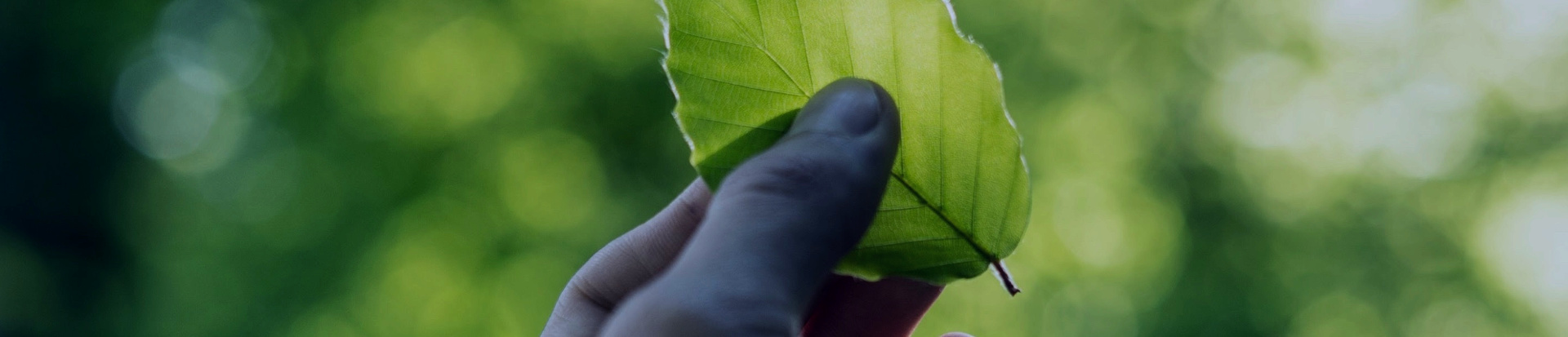 Una mano en primer plano sujetando una hoja verde en un bosque