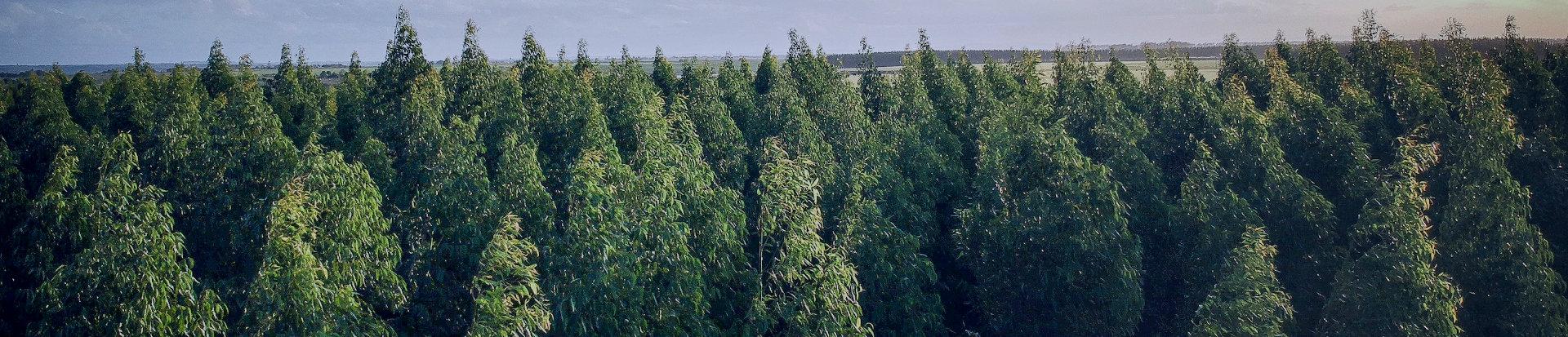 Vista en altura de las copas de los árboles de un bosque